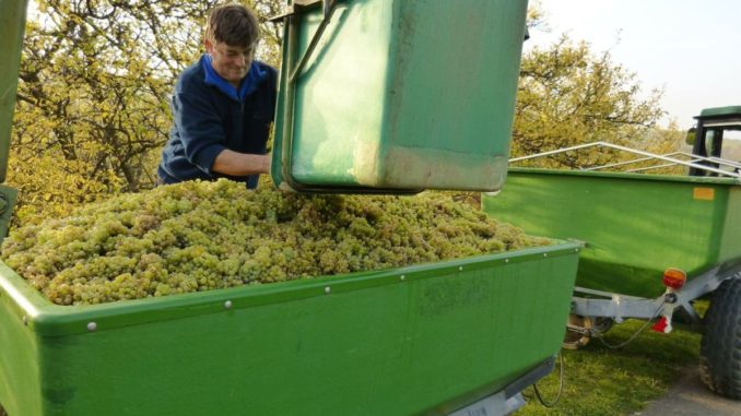wein selber machen 2